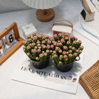 5'' Crassula Marnieriana, Rare Live Succulent Plants