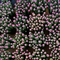 5'' Crassula Marnieriana, Rare Live Succulent Plants