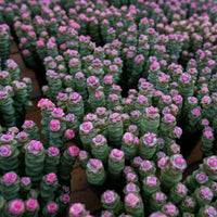 5'' Crassula Marnieriana, Rare Live Succulent Plants
