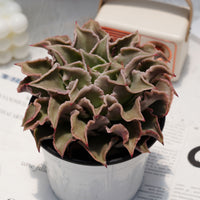 5'' Echeveria Madiba, Rare Live Succulent Plants
