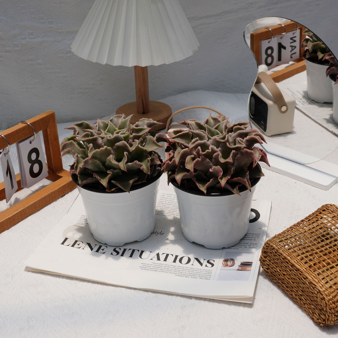 5'' Echeveria Madiba, Rare Live Succulent Plants