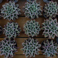 5'' Echeveria Madiba, Rare Live Succulent Plants