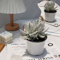 5'' Senecio Haworthii, Rare Live Succulent Plants