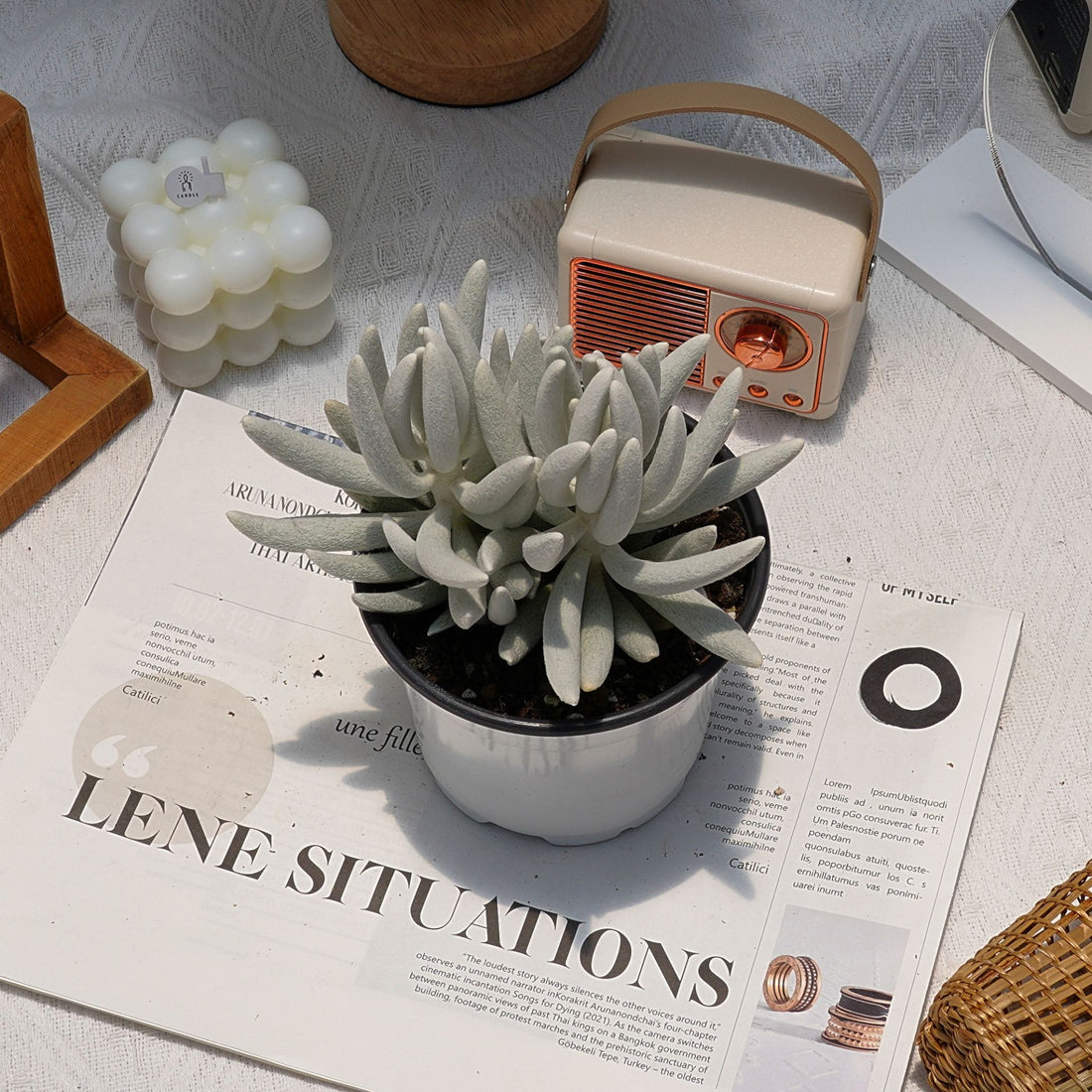 5'' Senecio Haworthii, Rare Live Succulent Plants