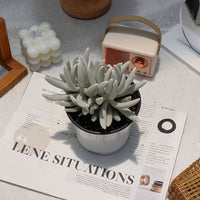 5'' Senecio Haworthii, Rare Live Succulent Plants