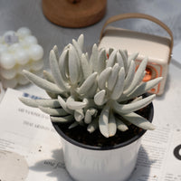 5'' Senecio Haworthii, Rare Live Succulent Plants