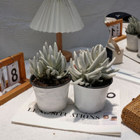 5'' Senecio Haworthii, Rare Live Succulent Plants