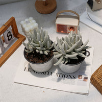 5'' Senecio Haworthii, Rare Live Succulent Plants
