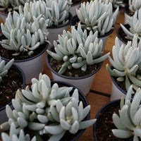 5'' Senecio Haworthii, Rare Live Succulent Plants