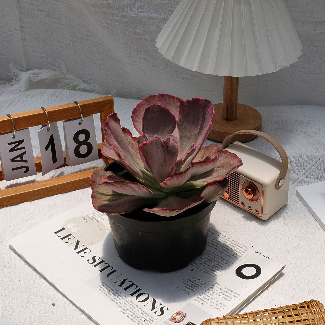 6'' Echeveria Wedding Dress, Rare Live Succulent Plants