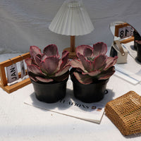 6'' Echeveria Wedding Dress, Rare Live Succulent Plants