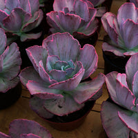 6'' Echeveria Wedding Dress, Rare Live Succulent Plants
