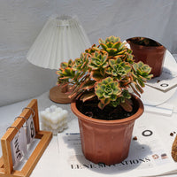 7'' Aeonium Starburst, Rare Live Succulent Plants