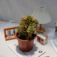 7'' Aeonium Starburst, Rare Live Succulent Plants