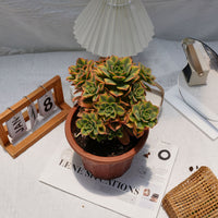 7'' Aeonium Starburst, Rare Live Succulent Plants