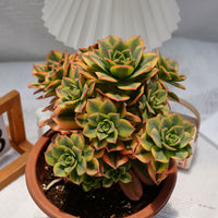 7'' Aeonium Starburst, Rare Live Succulent Plants