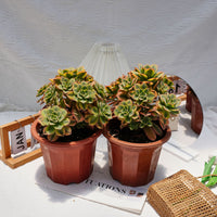 7'' Aeonium Starburst, Rare Live Succulent Plants