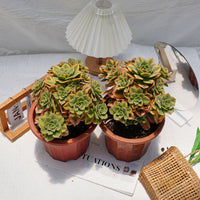 7'' Aeonium Starburst, Rare Live Succulent Plants