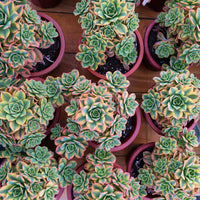 7'' Aeonium Starburst, Rare Live Succulent Plants