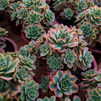7'' Aeonium Starburst, Rare Live Succulent Plants