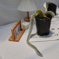 7'' Sansevieria Fox Tail, Rare Live Succulent Plants