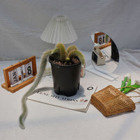 7'' Sansevieria Fox Tail, Rare Live Succulent Plants