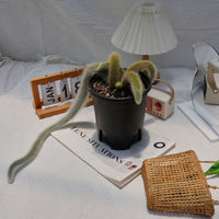7'' Sansevieria Fox Tail, Rare Live Succulent Plants