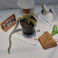 7'' Sansevieria Fox Tail, Rare Live Succulent Plants