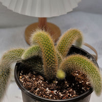 7'' Sansevieria Fox Tail, Rare Live Succulent Plants
