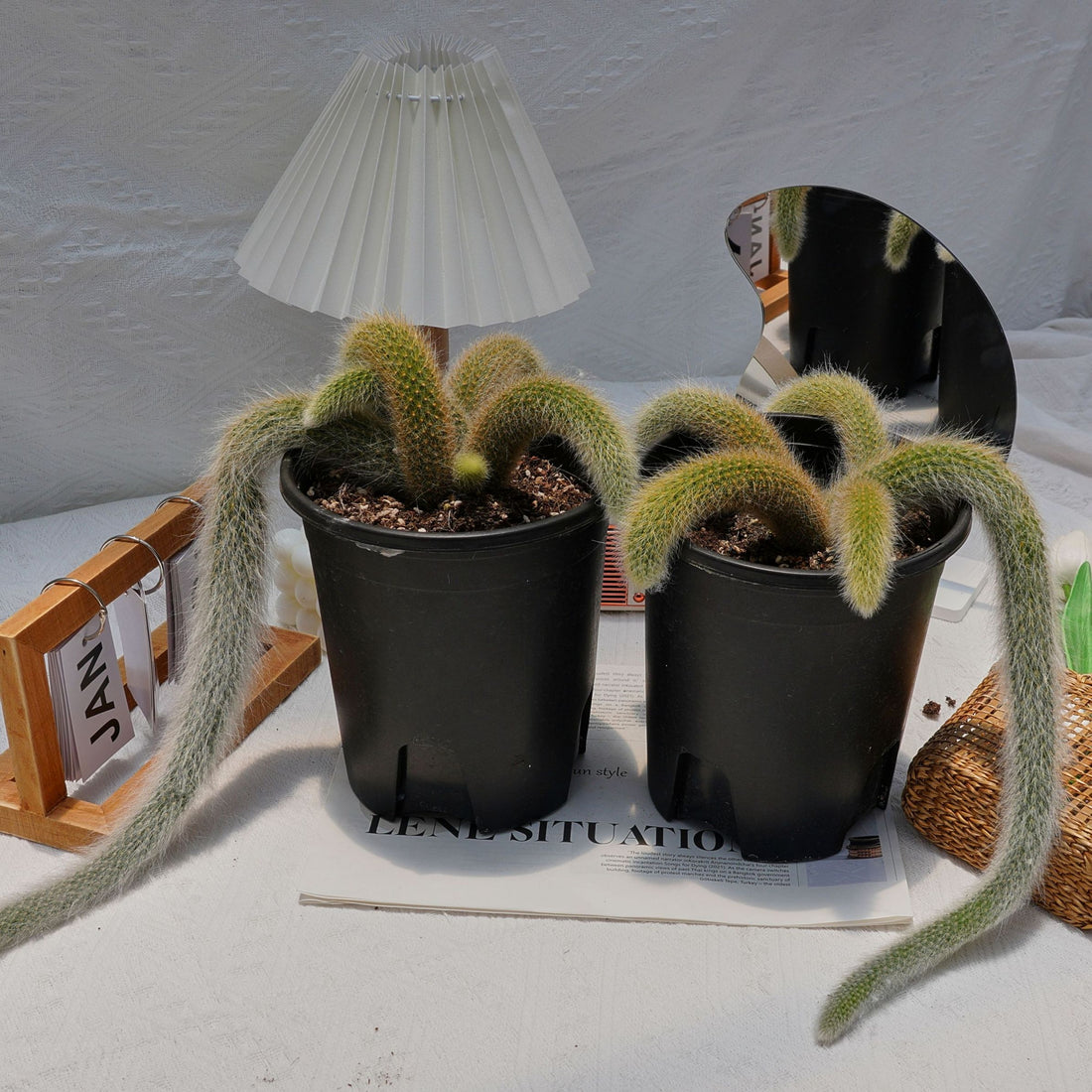7'' Sansevieria Fox Tail, Rare Live Succulent Plants