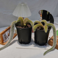 7'' Sansevieria Fox Tail, Rare Live Succulent Plants