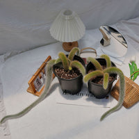 7'' Sansevieria Fox Tail, Rare Live Succulent Plants