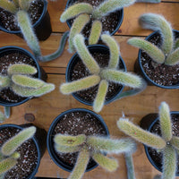 7'' Sansevieria Fox Tail, Rare Live Succulent Plants