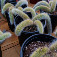 7'' Sansevieria Fox Tail, Rare Live Succulent Plants