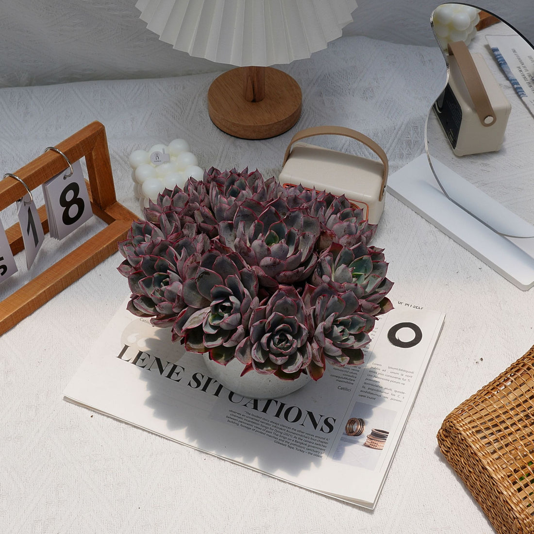 7'' Echeveria Hera, Rare Live Succulent Plants