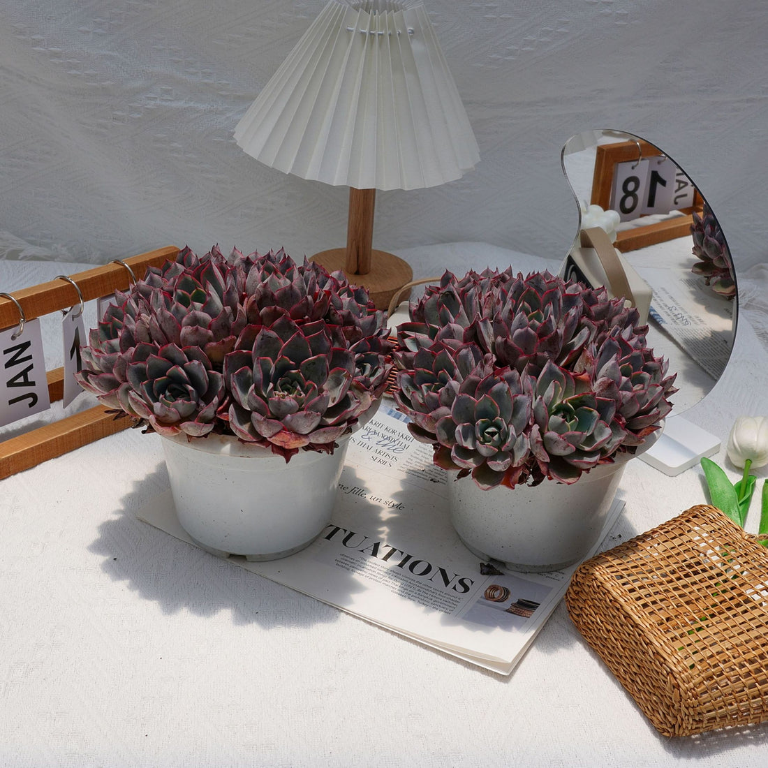 7'' Echeveria Hera, Rare Live Succulent Plants