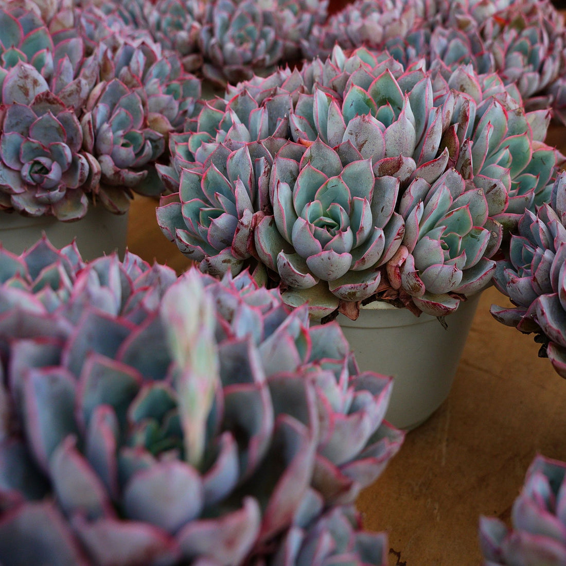7'' Echeveria Hera, Rare Live Succulent Plants