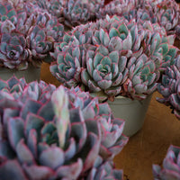 7'' Echeveria Hera, Rare Live Succulent Plants