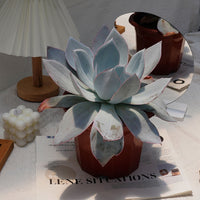 7'' Echeveria Cante, Rare Live Succulent Plants