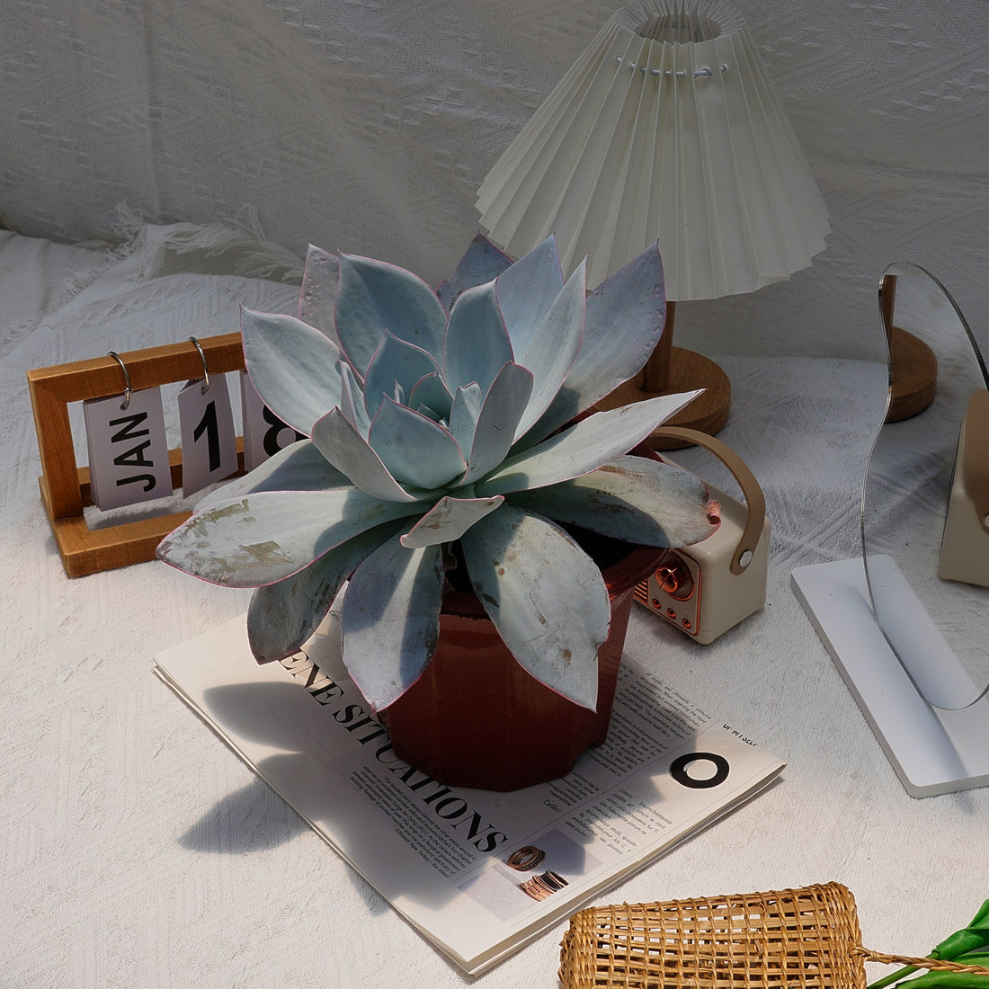 7'' Echeveria Cante, Rare Live Succulent Plants