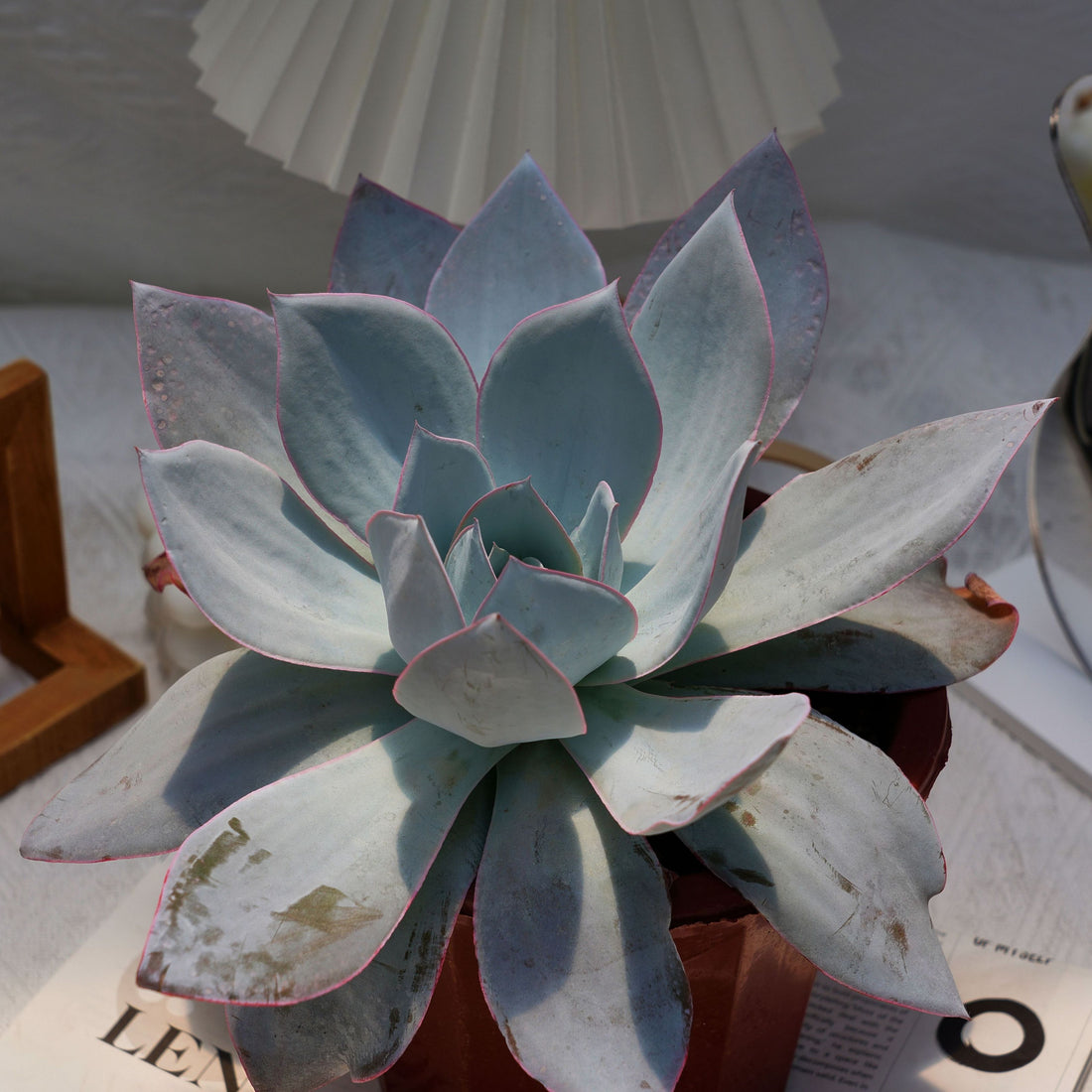 7'' Echeveria Cante, Rare Live Succulent Plants