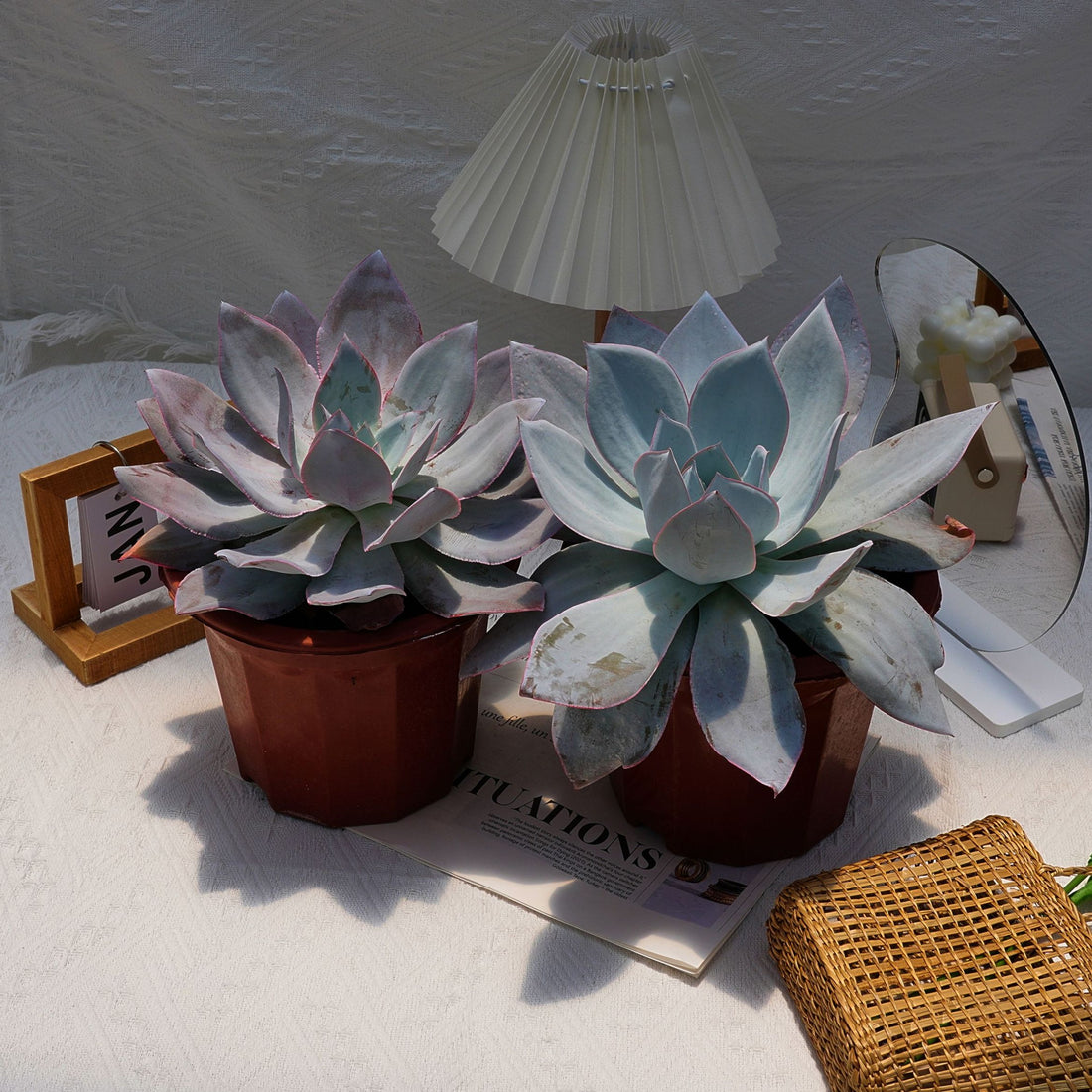 7'' Echeveria Cante, Rare Live Succulent Plants