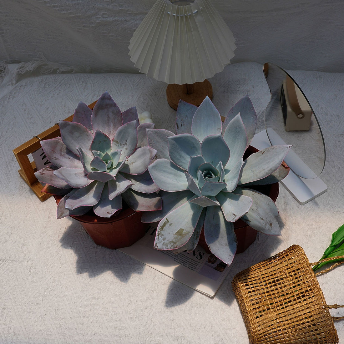 7'' Echeveria Cante, Rare Live Succulent Plants