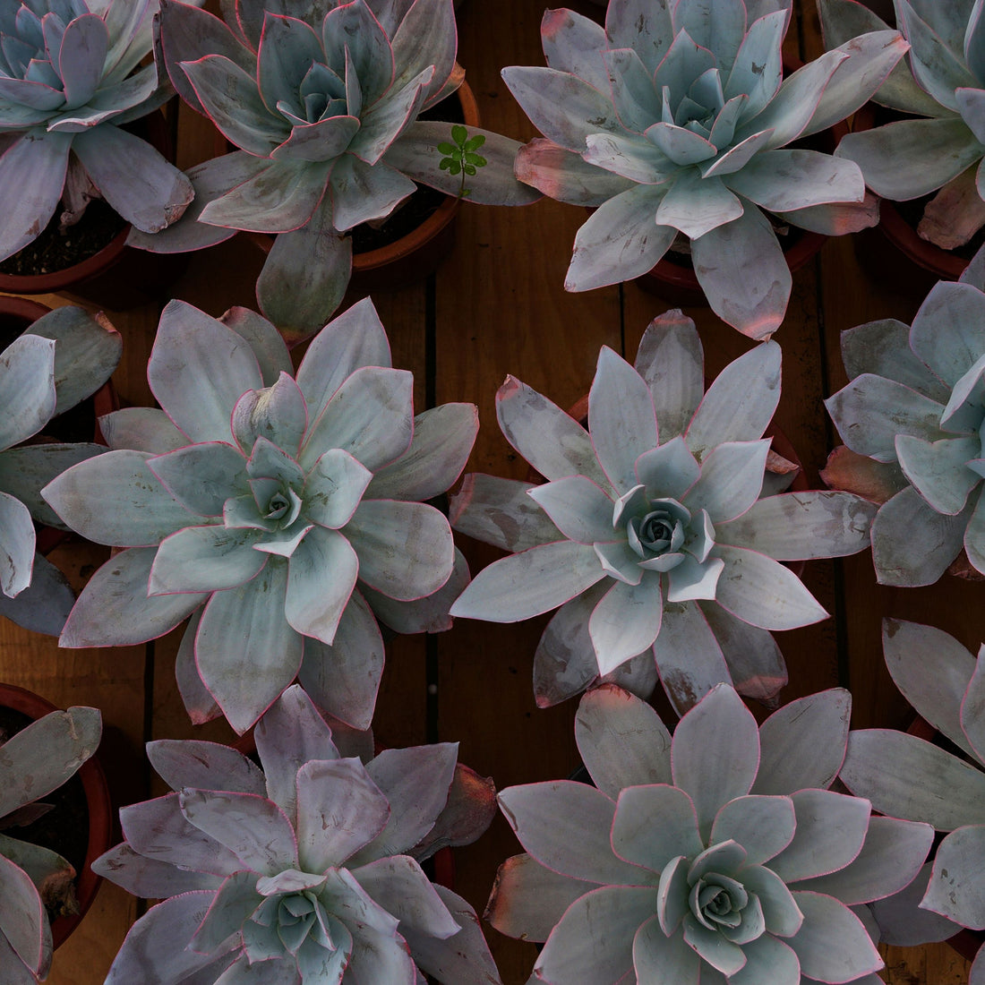 7'' Echeveria Cante, Rare Live Succulent Plants