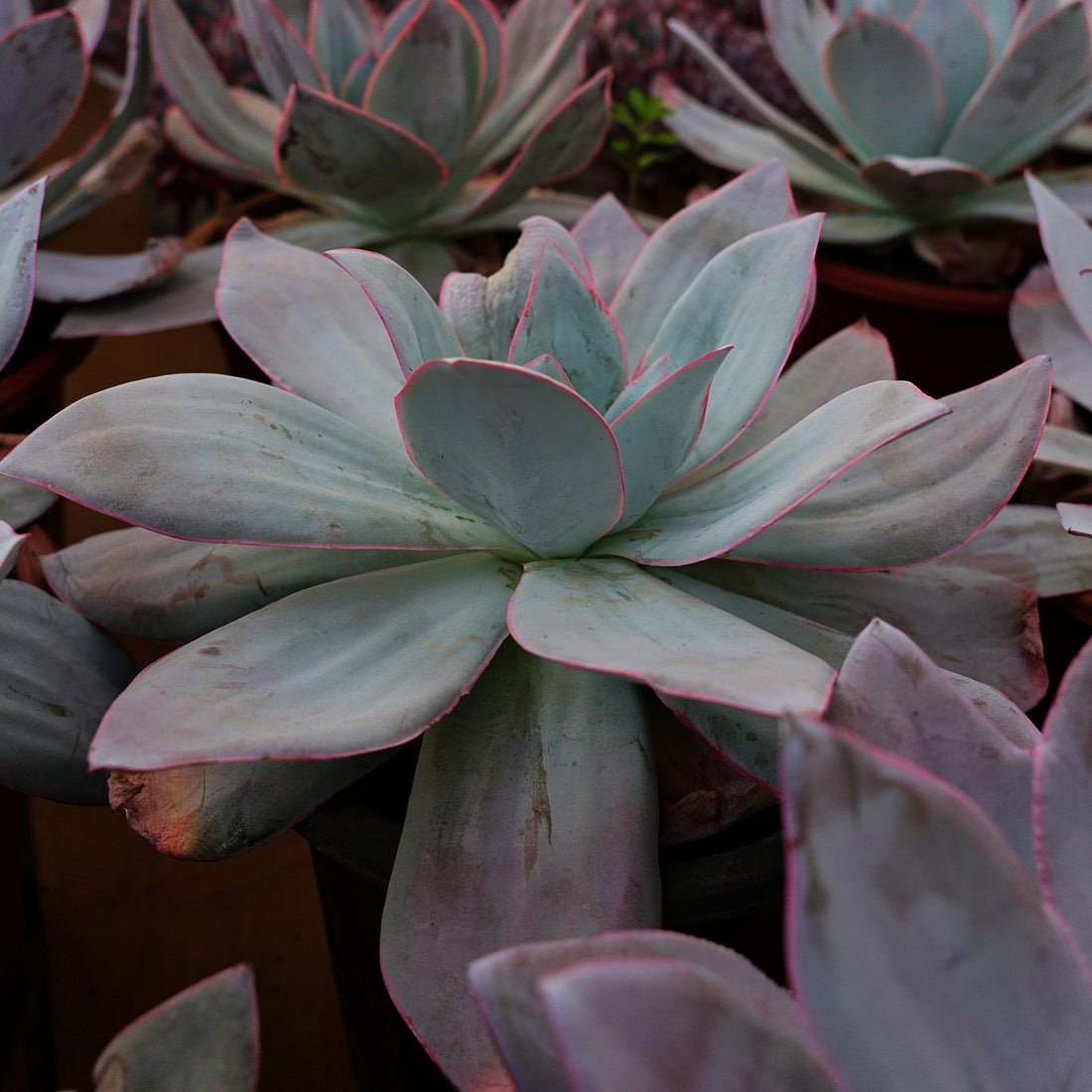 7'' Echeveria Cante, Rare Live Succulent Plants