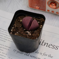 1.5'' Pleiospilos Nelii Royal Flush, Rare Live Succulent Plants