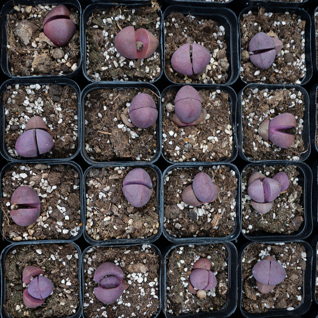 1.5'' Pleiospilos Nelii Royal Flush, Rare Live Succulent Plants
