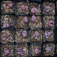 1.5'' Pleiospilos Nelii Royal Flush, Rare Live Succulent Plants