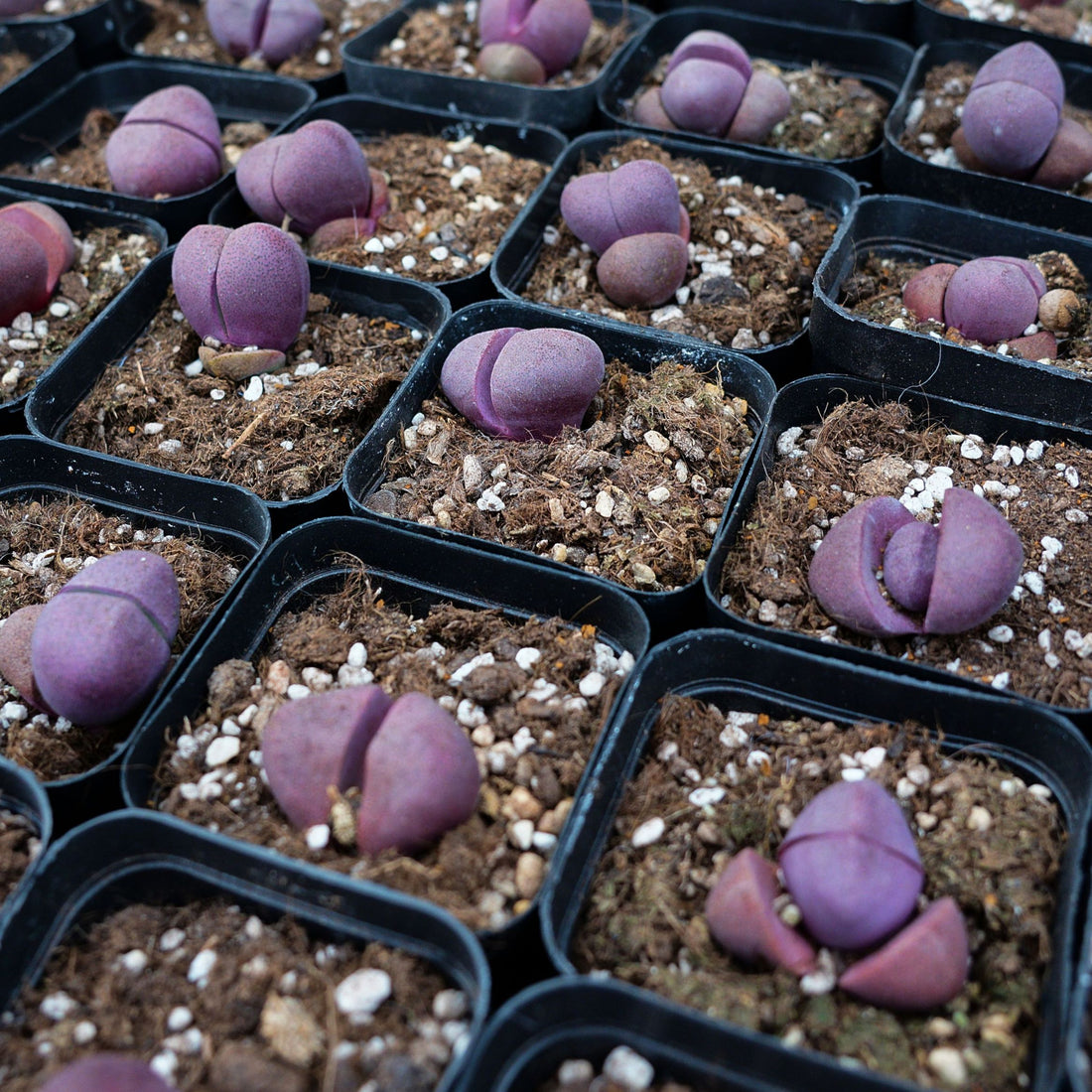 1.5'' Pleiospilos Nelii Royal Flush, Rare Live Succulent Plants
