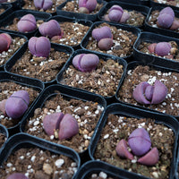 1.5'' Pleiospilos Nelii Royal Flush, Rare Live Succulent Plants